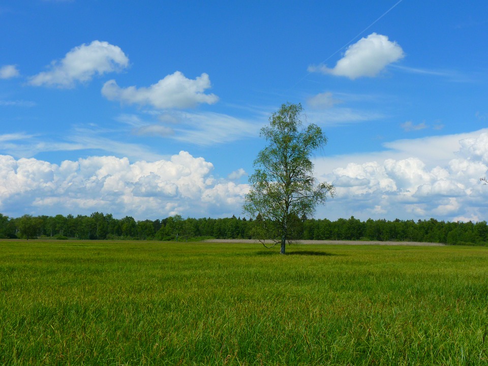 Platzhalter (Grüne Wiese)